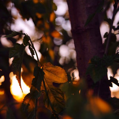 朝日でオレンジ色に透ける新緑の葉の写真