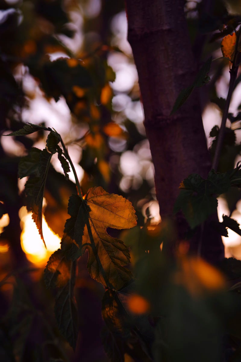 「朝日でオレンジ色に透ける新緑の葉」の写真