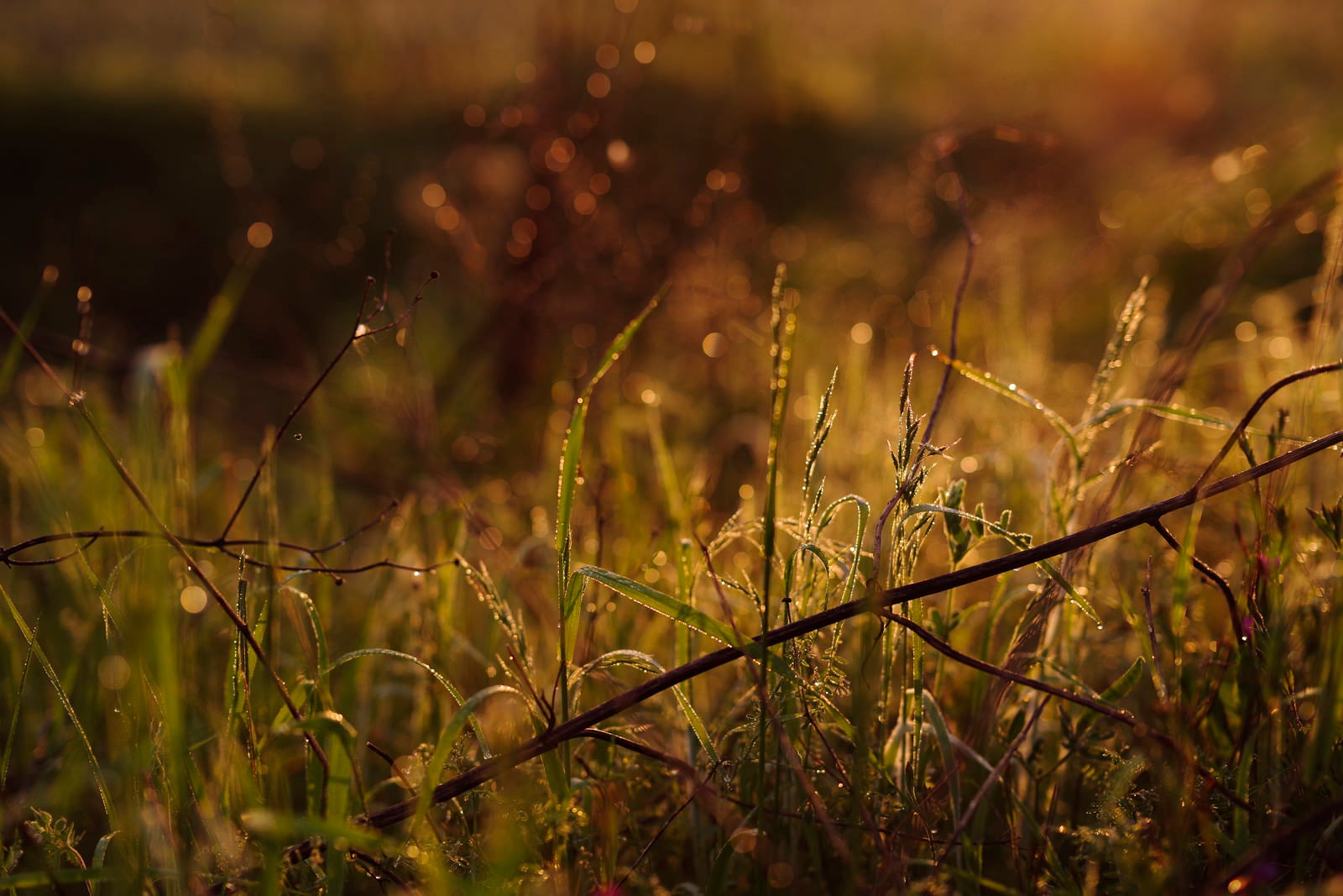 「朝日に照らされる濡れた草木」の写真