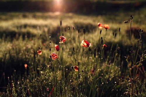 朝日に輝くヒナゲシの花々の写真