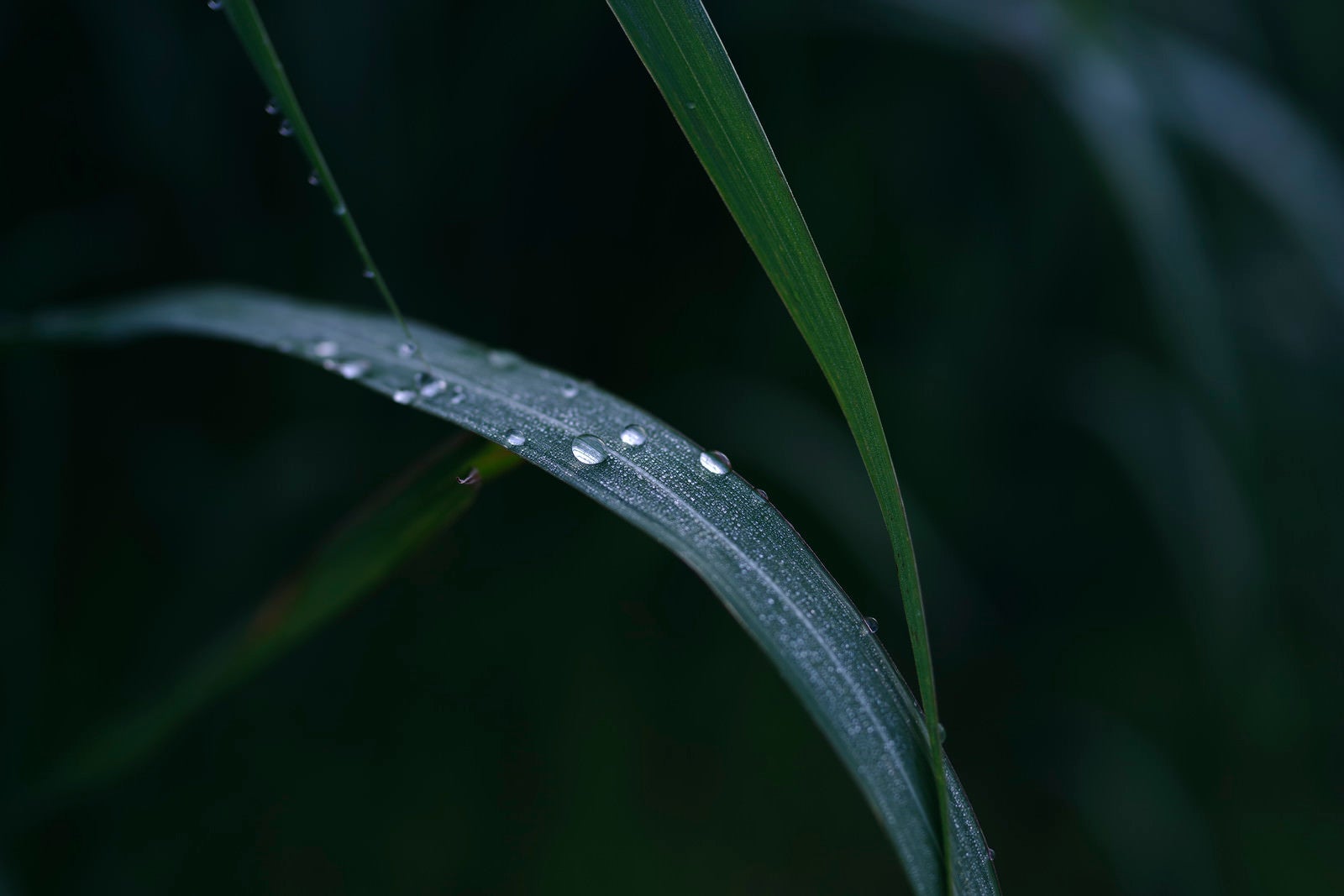 「朝露に濡れる草に着く水滴」の写真