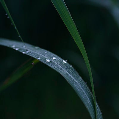 朝露に濡れる草に着く水滴の写真