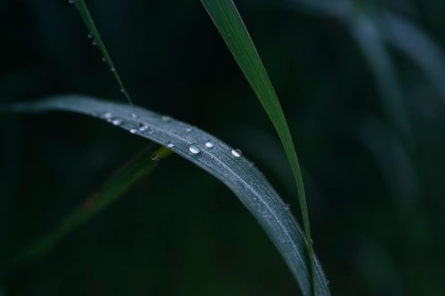 朝露に濡れる草に着く水滴の写真