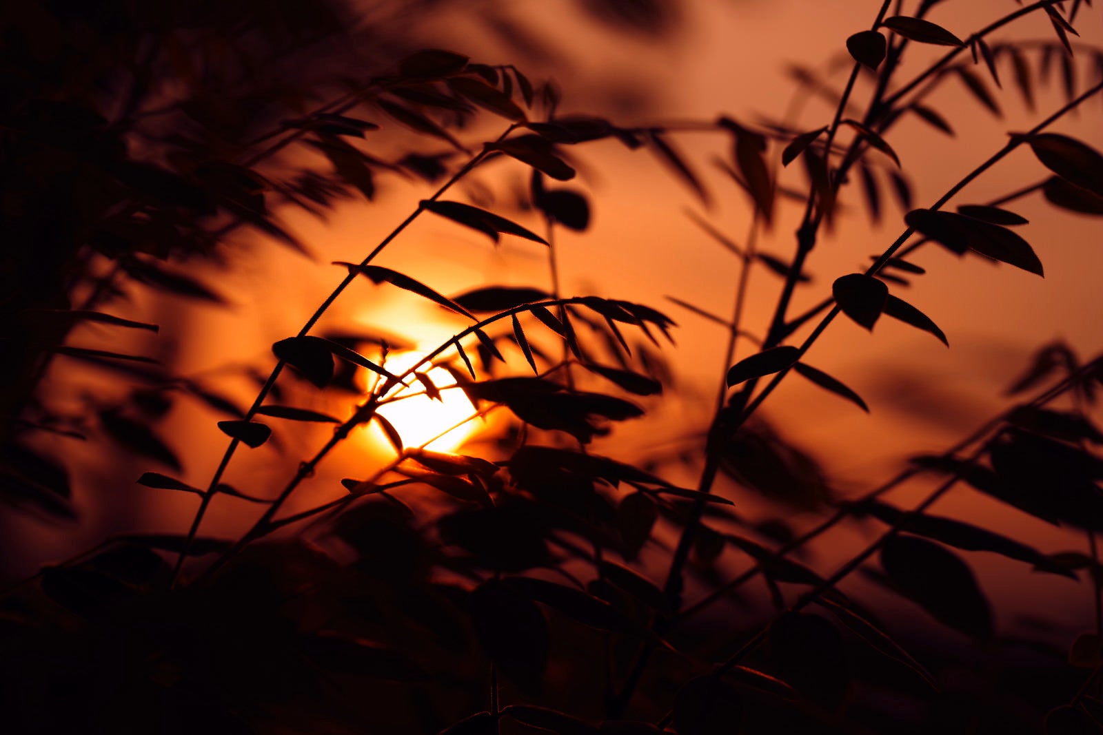 「木々の枝の隙間から垣間見える夕日」の写真
