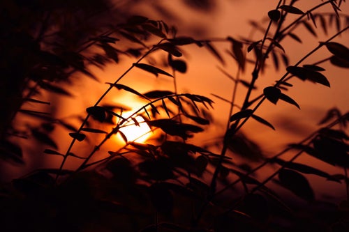 木々の枝の隙間から垣間見える夕日の写真