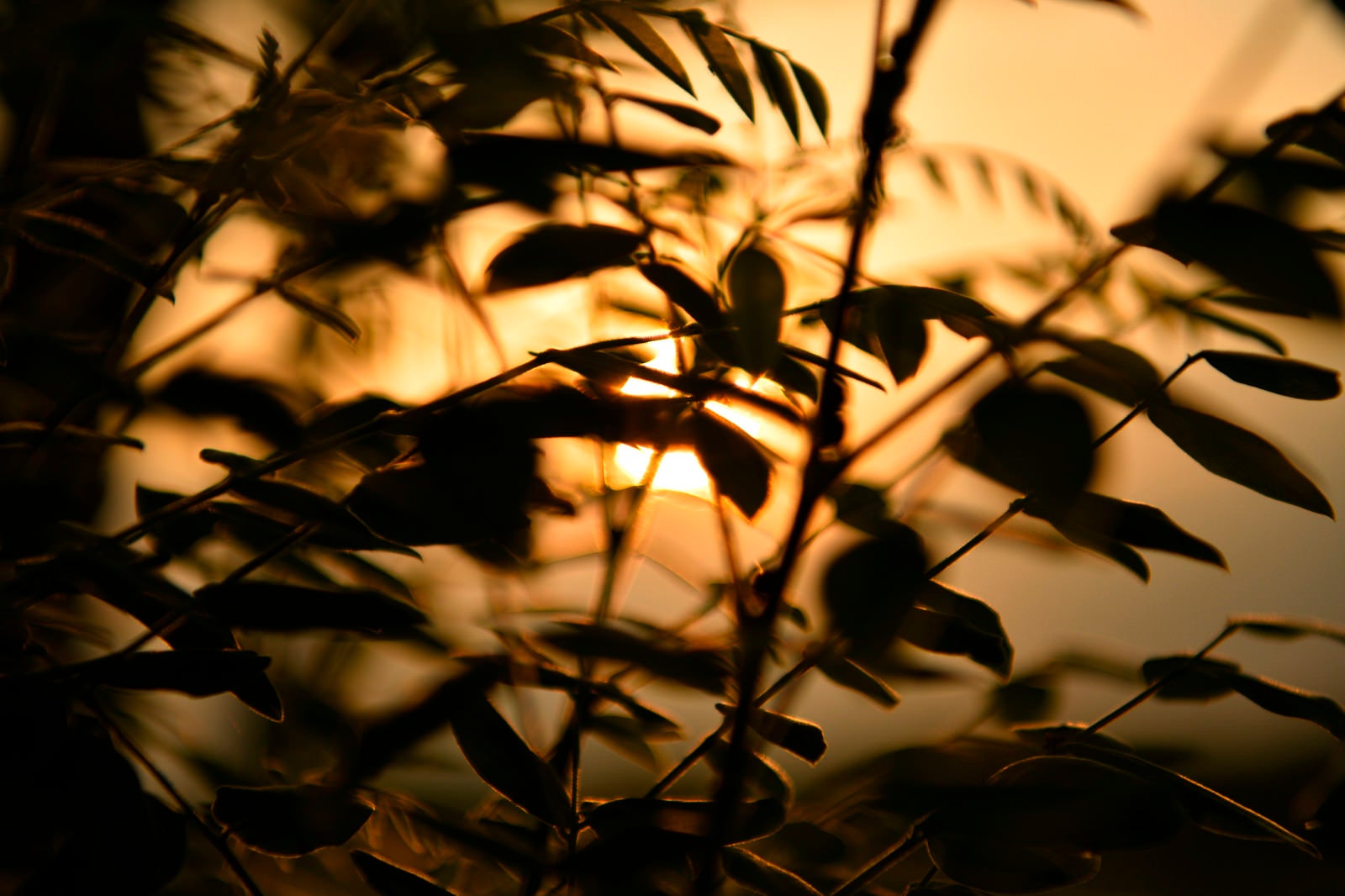 「木の陰から透かして見る夕日」の写真