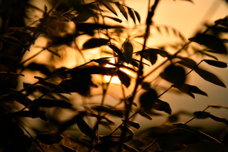 木の陰から透かして見る夕日の写真