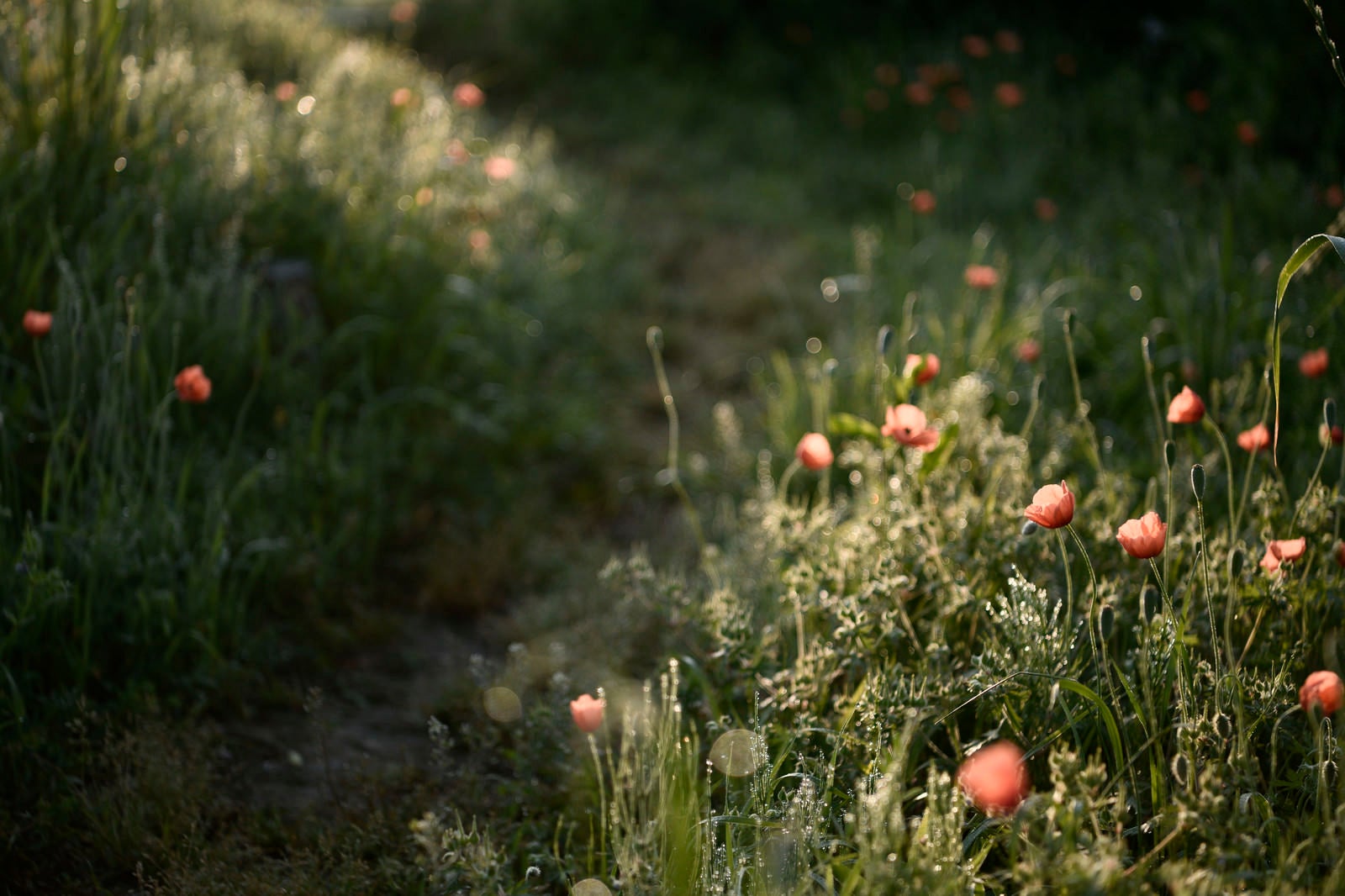 「獣道沿いのケシの花」の写真