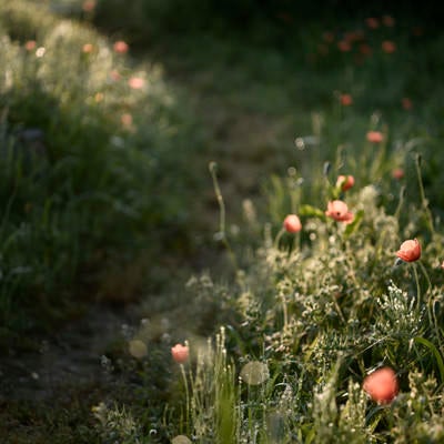 獣道沿いのケシの花の写真