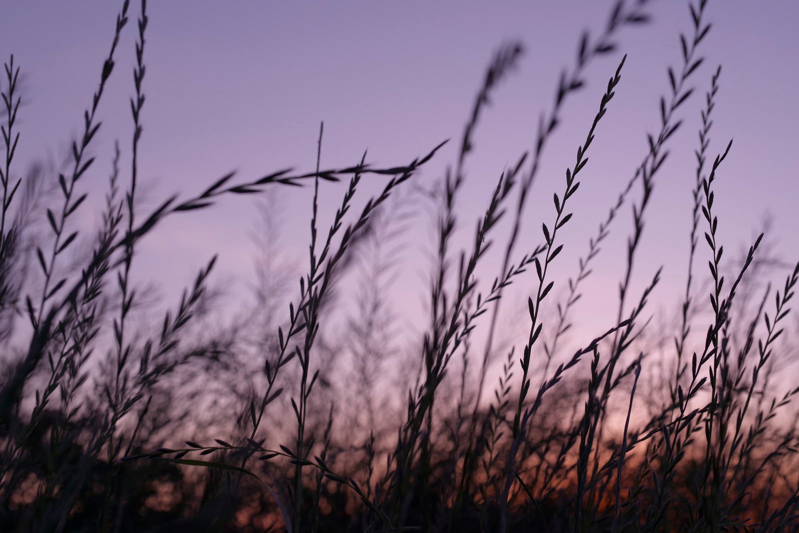「紫の空と麦のような草」の写真