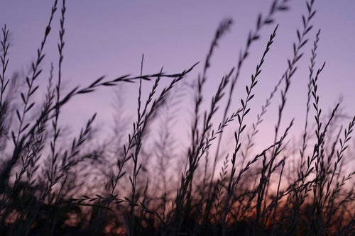 紫の空と麦のような草の写真