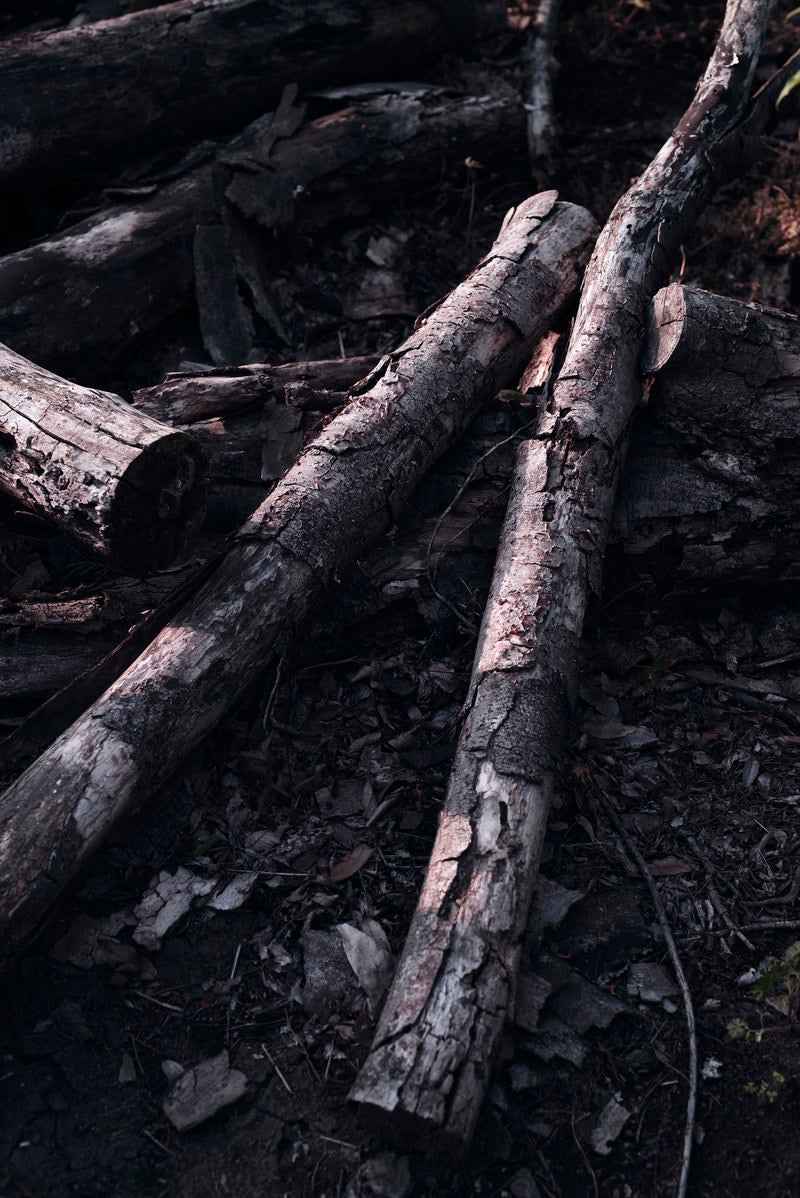 「鈍く光る朽ち木」の写真