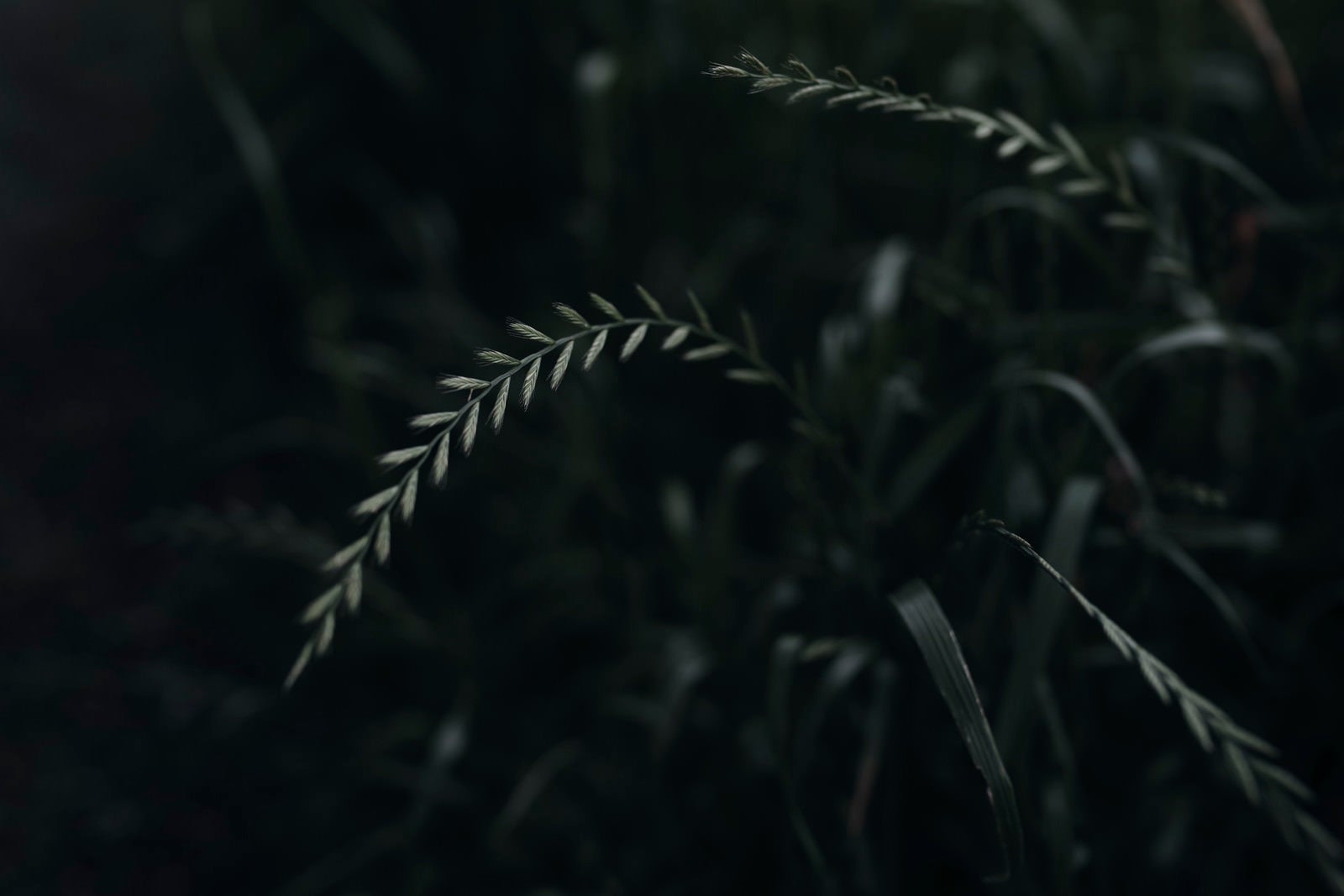 「風に揺れる麦のような草」の写真