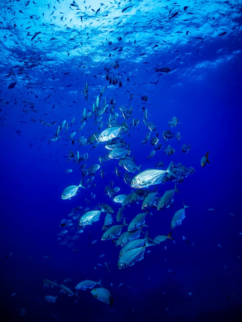 「透き通る海中に現れたアジの群れ」の写真
