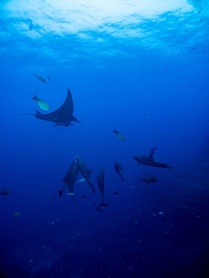 「魚の群れの中で泳ぐマンタとイルカ」の写真