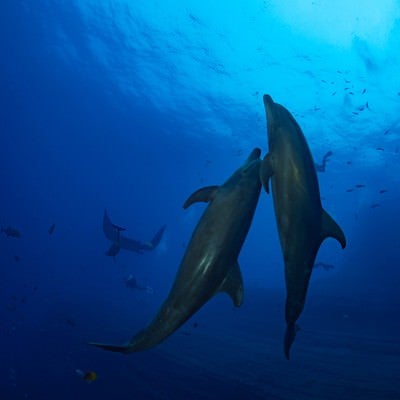 海の中を寄り添い泳ぐ2頭のイルカと魚達の写真