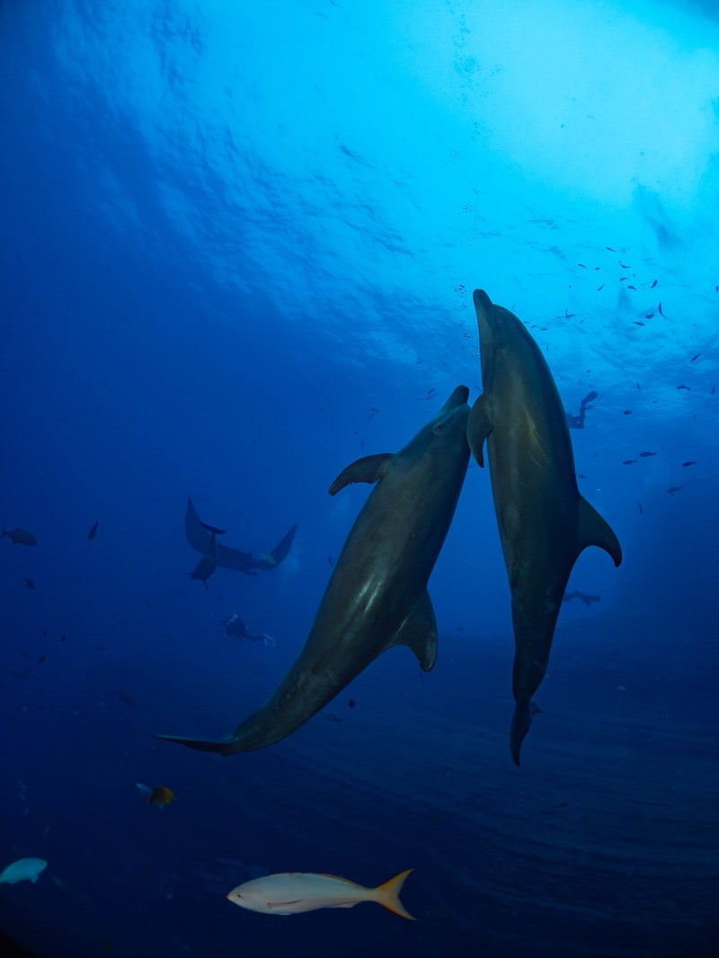 「海の中を寄り添い泳ぐ2頭のイルカと魚達」の写真