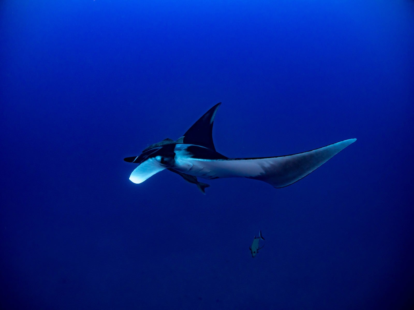 「深い海を優雅に泳ぐマンタ」の写真