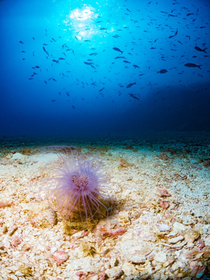 「海底に佇むイソギンチャクと魚の群れ」の写真