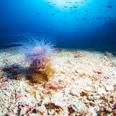 海底で揺れるイソギンチャク（メキシコ）の写真