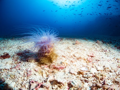 海底で揺れるイソギンチャク（メキシコ）の写真