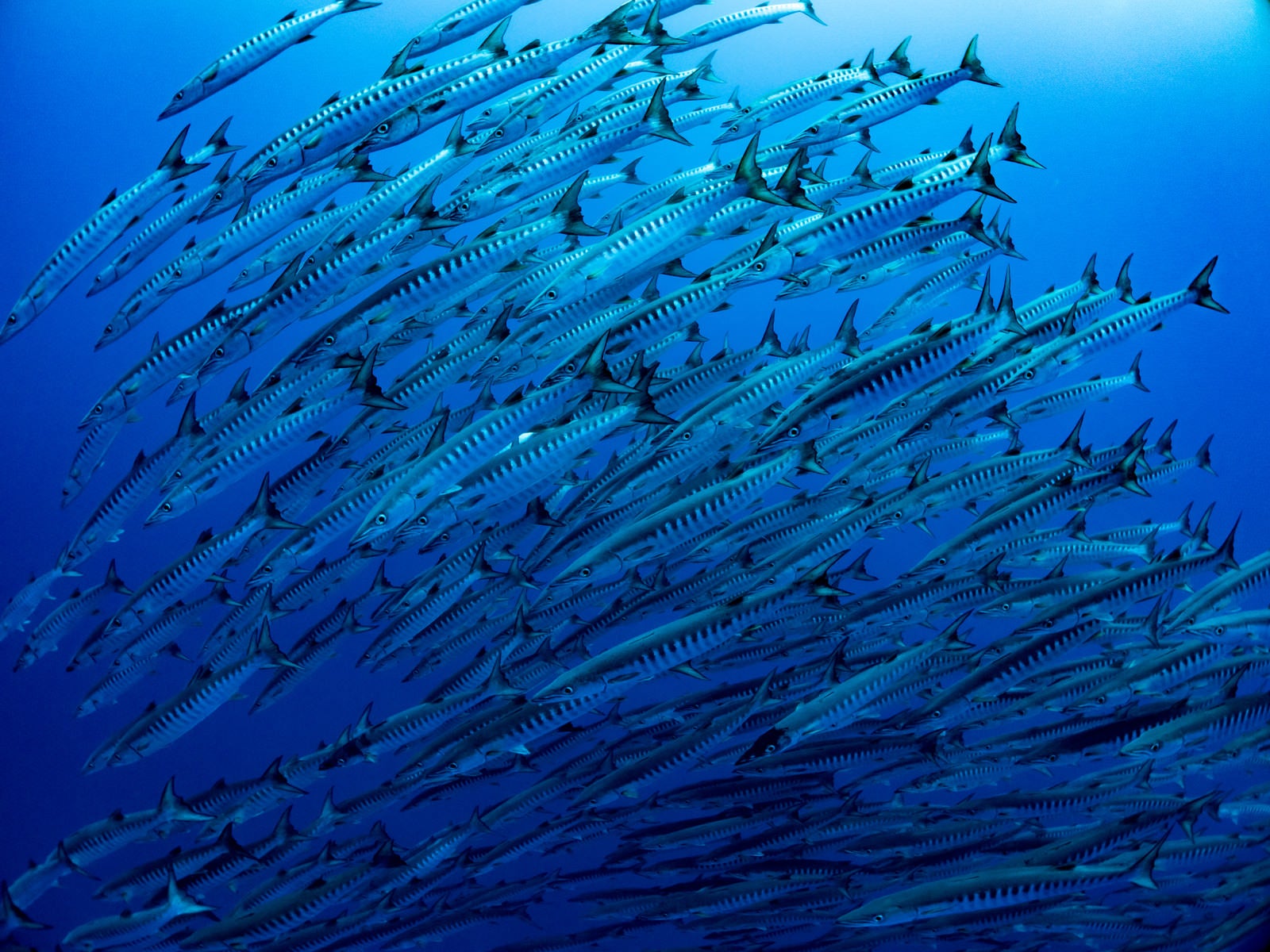 「海中を群れで泳ぐバラクーダ」の写真