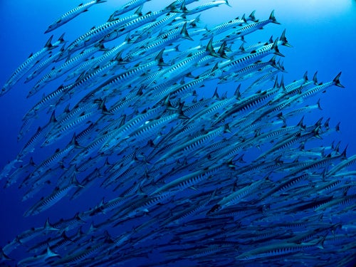 海中を群れで泳ぐバラクーダの写真
