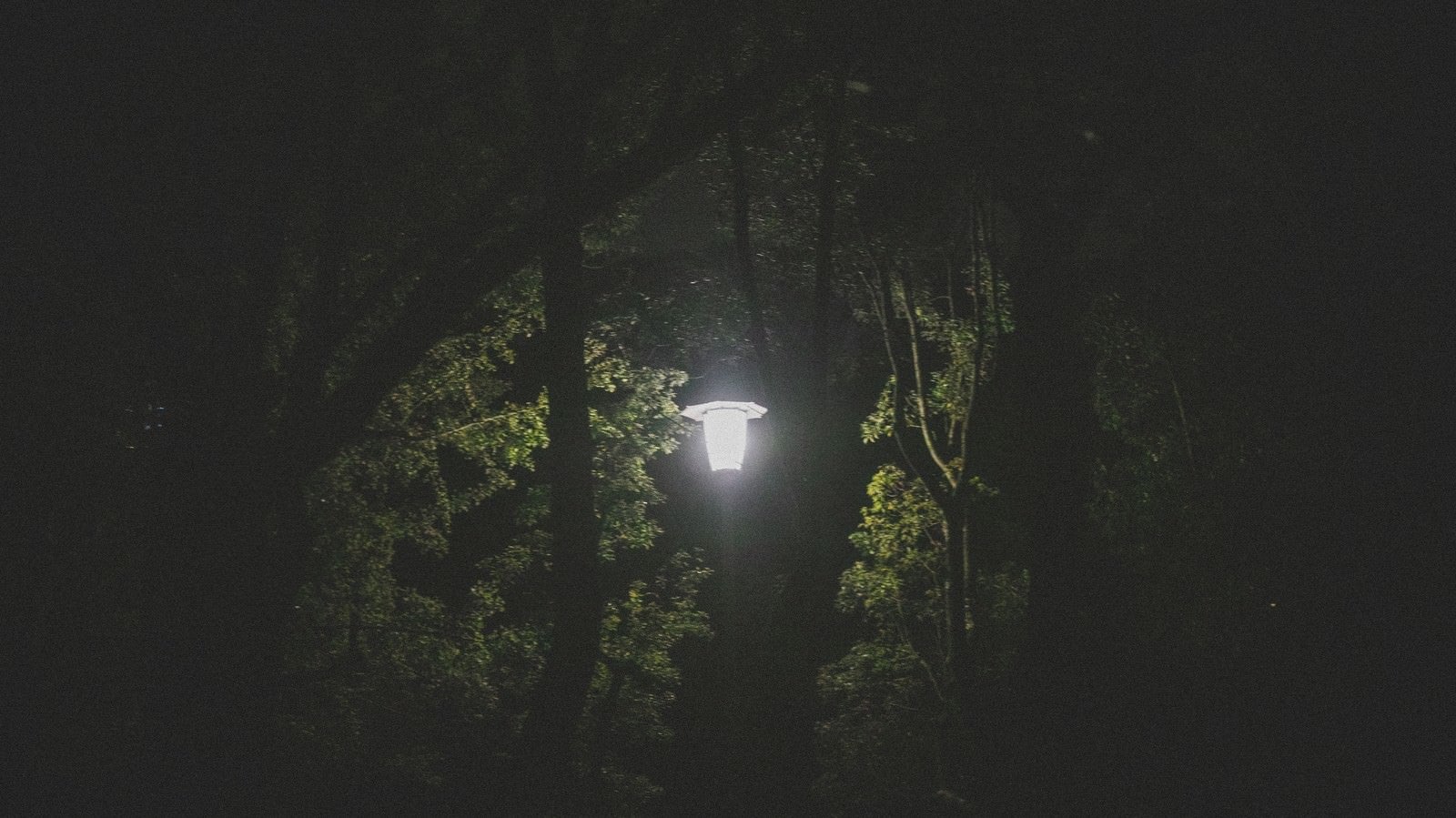 「深夜の公園にある街灯」の写真
