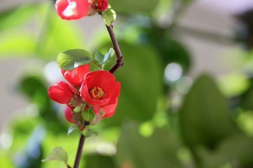 咲きかけの赤いボケの花の写真