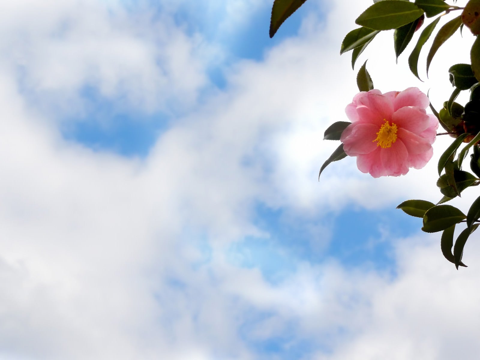 「青空と椿の花」の写真