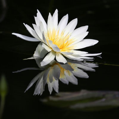 水面に咲く蓮の花の写真