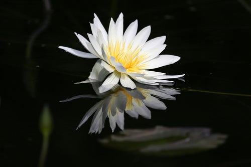 水面に咲く蓮の花の写真