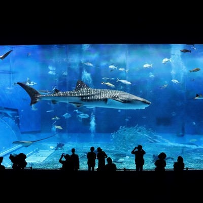 水族館を優雅に泳ぐジンベィザメの写真