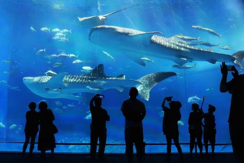 水族館にいる観客
