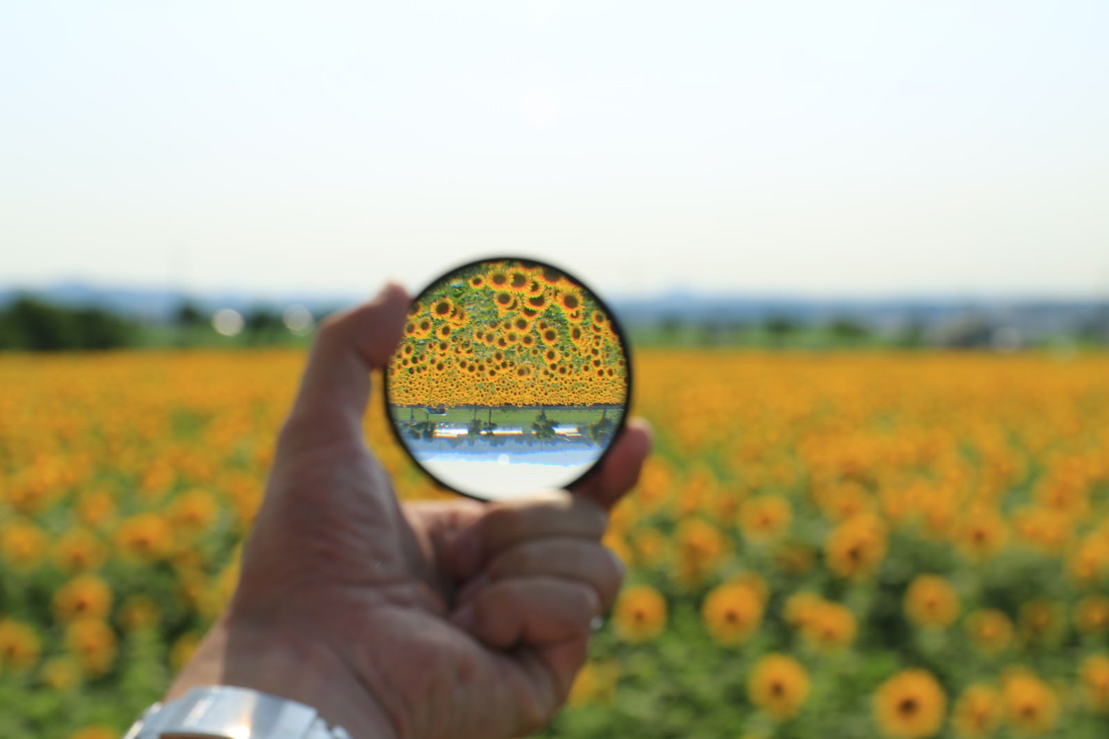 「フィルターを通して見る向日葵畑の風景」の写真
