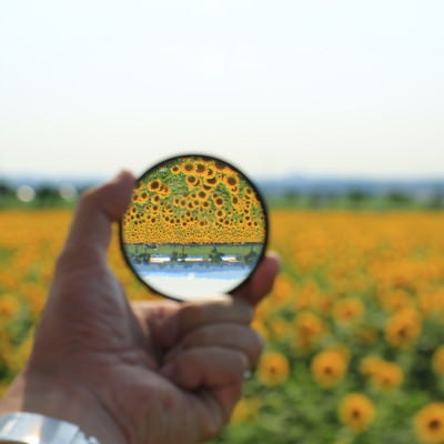 フィルターを通して見る向日葵畑の風景の写真
