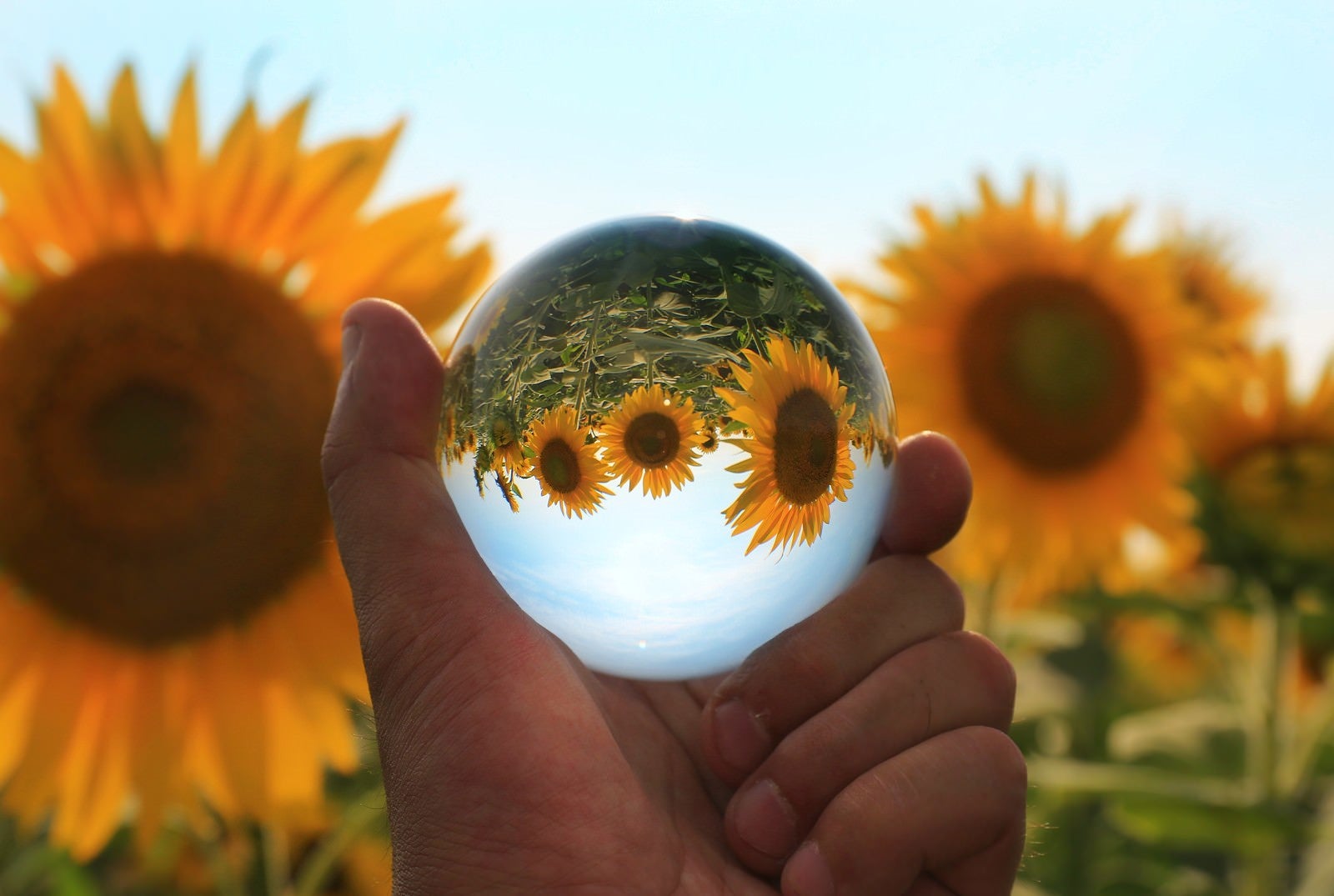「水晶球に詰め込んだ向日葵の思い出」の写真