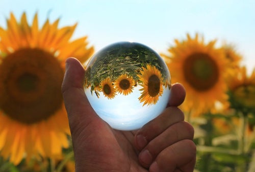 水晶球に詰め込んだ向日葵の思い出の写真