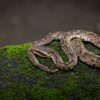 まむし（毒蛇）の写真