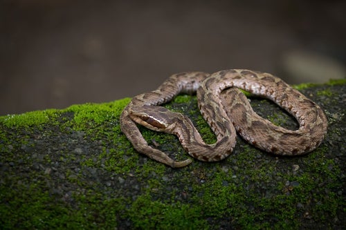 まむし（毒蛇）の写真