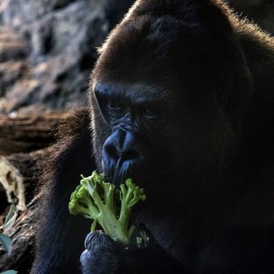 ブロッコリーを食べるゴリラの写真