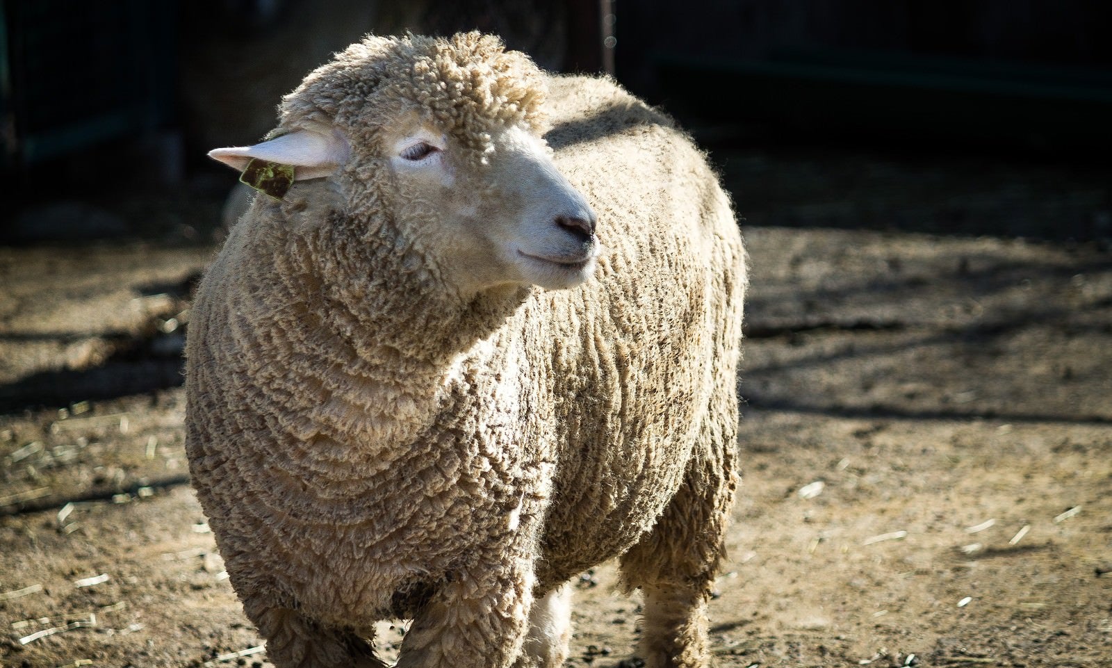 「穏やかな表情の羊」の写真