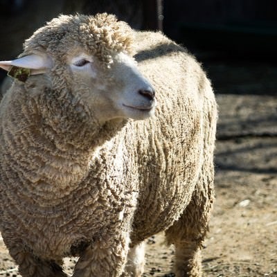 穏やかな表情の羊の写真