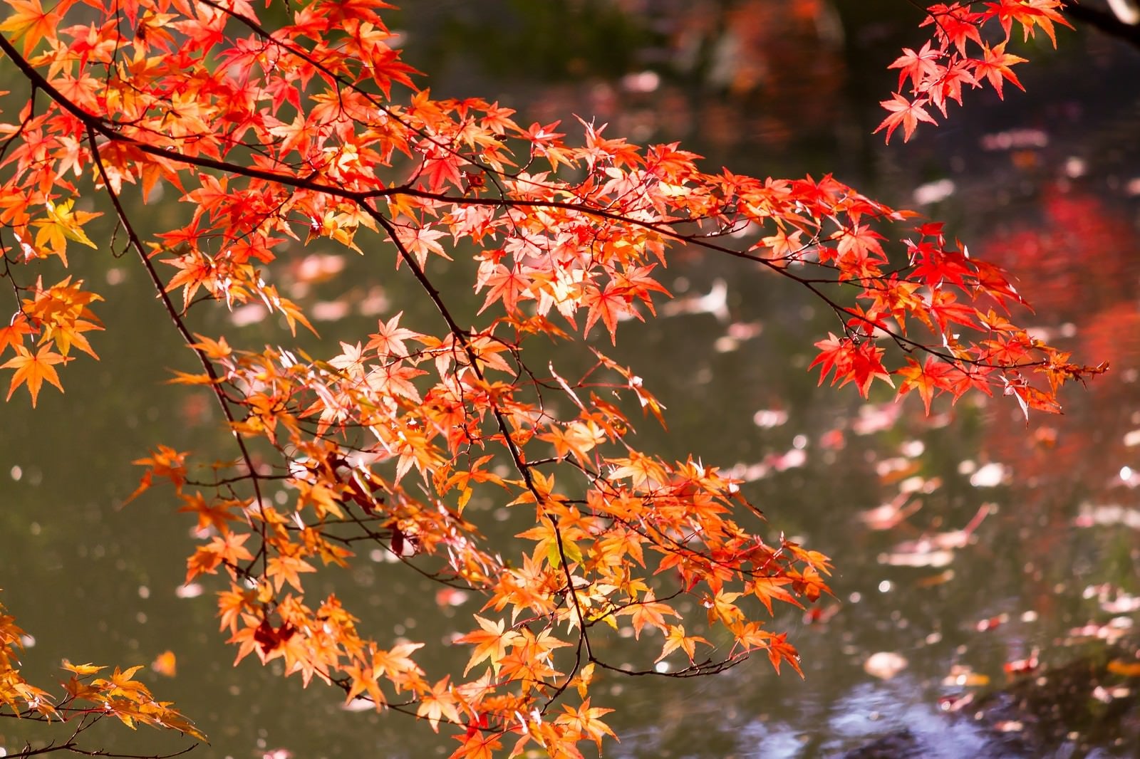 「紅葉と水面」の写真