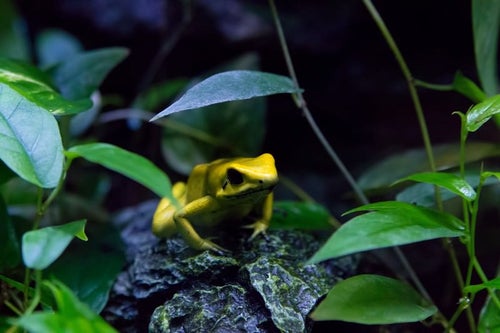 黄色い毒カエルの写真