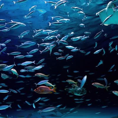 深い海と魚たちの写真