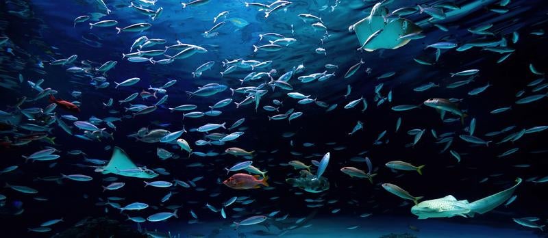 深い海と魚たちの写真