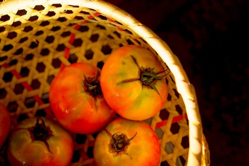 ザルとトマトの写真