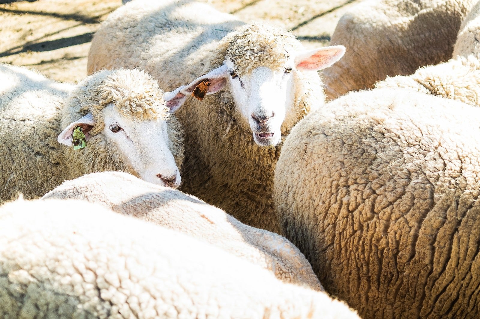 「もこもこの羊の群れ」の写真