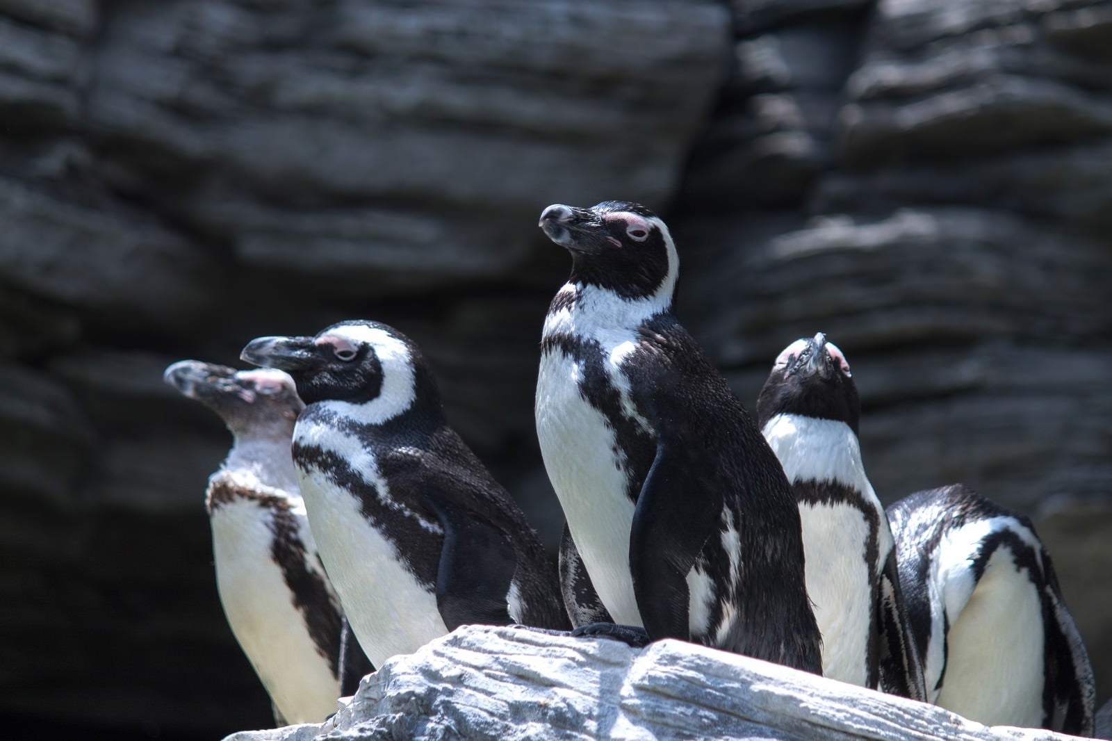 「岩の上に溜まるペンギン」の写真